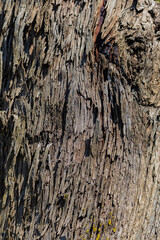 Obraz premium old wood background close up