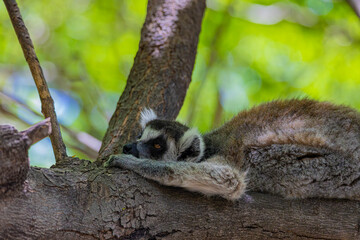 ring-tailed lemur lies on a tree branch