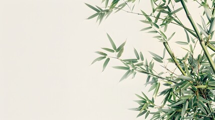 Fototapeta premium Thick-stemmed bamboo branch with leaves on white background