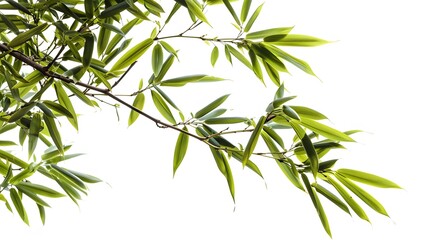 Thick-stemmed bamboo branch with leaves on white background