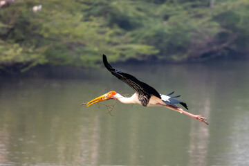 Painted stork bird in flight Uppalapadu bird sanctuary in Andhra Pradesh, India.