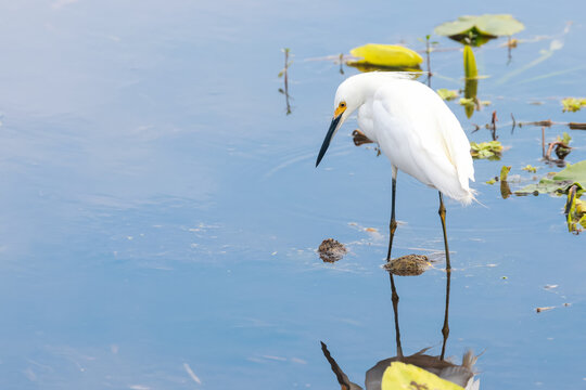 The snowy egret is a small white heron with yellow feet.