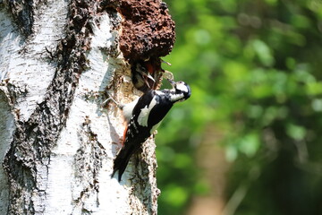 Fototapeta premium spotted woodpecker