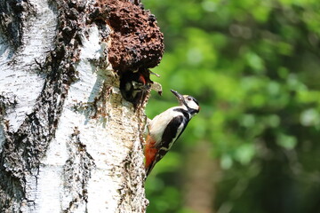 Woodpecker on the tree 