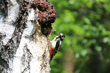 Woodpecker on the tree 