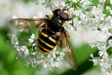 Sericomyia silentis