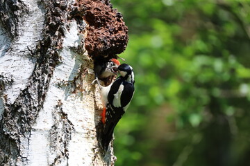 woodpecker