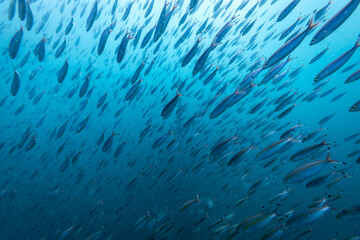 Large school of silver fish dart swim through blue waters