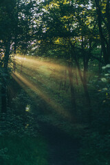 Fototapeta premium sun rays in the forest
