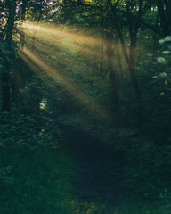 Obraz premium sun rays in the forest