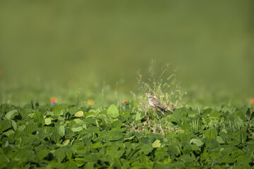 A Eurasian skylark sits on a dry plant between green plants toward the camera lens on a sunny summer evening.