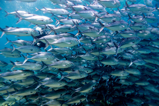 Diver gets lost in a large school of silver jackfish on the edge of a tropical coral reef