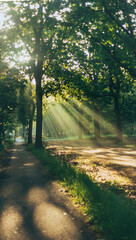 Obraz premium sun rays in the forest