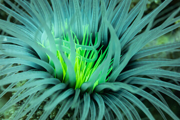 Close-up macro view of beautiful and clear and yellow Sea Anemone, actiniaria, with long tentacles on coral reef