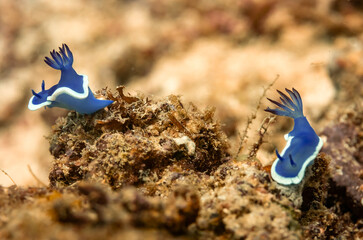 Macro view of colorful nudibranch, Nudibranchia, sea slug crawling along tropical coral reef