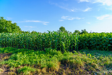 Obraz premium field of corn and beans with a blue sky in the background