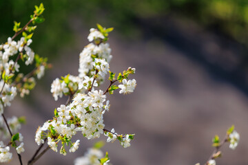 A close up of a tree with white flowers