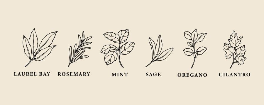 Hand drawn herbs and spices collection