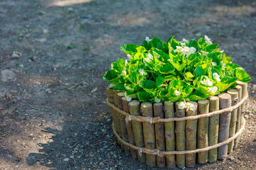 A small potted plant sits in a wooden basket on a dirt ground