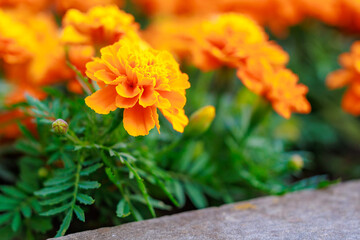 A bunch of orange flowers are in a garden