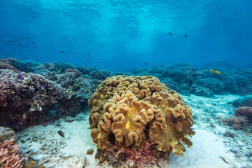 beautiful landscape view of mixture of soft and hard coral on tropical coral reef with clear blue water