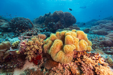 beautiful landscape view of mixture of soft and hard coral on tropical coral reef with clear blue water
