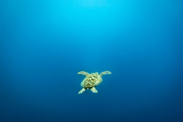 Green Sea Turtle, Chelonia mydas, swimming in blue tropical waters