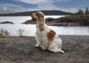Portrait of a purebred English cocker spaniel.The color is white-red. Summer.Wild nature.The dog sits on a rocky shore and looks to the left.The water surface of the lake is visible in the background.