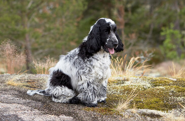Portrait of a purebred English Cocker Spaniel puppy. Color blue roan. Summer. Wild nature. The dog sits on a rocky ledge and looks forward. The background is blurred.