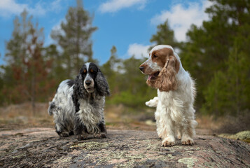 Portrait of two purebred English Cocker spaniel. Summer. Island. Wildlife. The dogs are on a rocky ledge and looking into the frame. Trees and a blue sky with clouds are visible in the background.