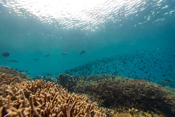 Large school of colorful fish swim above mixture of hard and soft corals on a tropical coral reef landscape