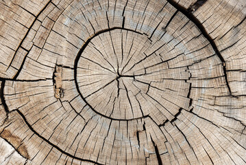Cracks on the cut of a tree trunk, background.