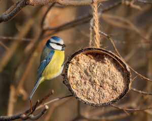 European Blue Tit feeding on a filled coconut hanging in a tree