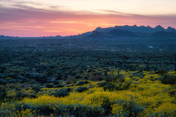 Spring time in the Sonorn Desert