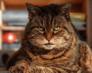Very serious looking tabby cat with bright green eyes 
