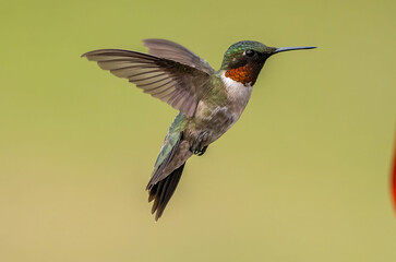 hummingbird in flight
