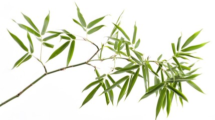 Thick-stemmed bamboo branch with leaves on white background