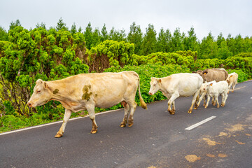 Several cows on the tar road in Pico island of the Azores archipelago, Portugal.
