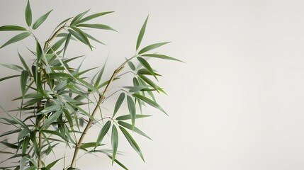 Obraz premium Thick-stemmed bamboo branch with leaves on white background