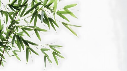 Thick-stemmed bamboo branch with leaves on white background