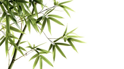 Thick-stemmed bamboo branch with leaves on white background
