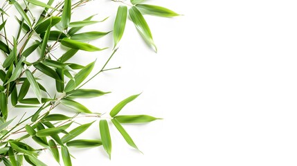 Fototapeta premium Thick-stemmed bamboo branch with leaves on white background