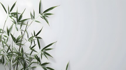 Fototapeta premium Thick-stemmed bamboo branch with leaves on white background