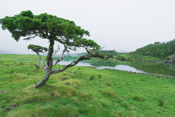 Area surrounding the dense green Capitao caldera on the island of Pico in the Azores archipelago.