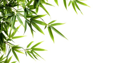 Fototapeta premium Thick-stemmed bamboo branch with leaves on white background