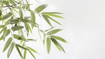Fototapeta premium Thick-stemmed bamboo branch with leaves on white background
