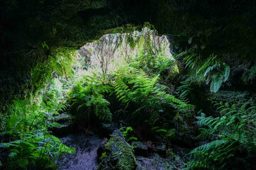 Interior of the frei Matias cave, lava cone, island of Pico, archipelago of the Azores.