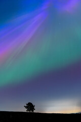 Lone Tree in the Lancashire Northern Lights