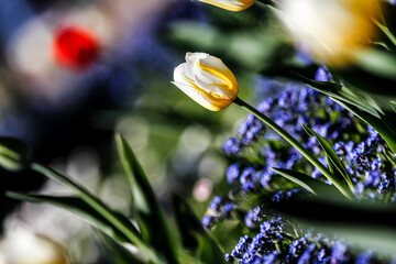 Spring flowers tulips in the garden.
