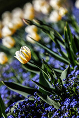 Spring flowers tulips in the garden.